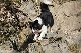 BORDER COLLIE 855